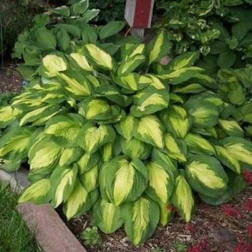 Хоста гибридная 'Капитан Кирк'