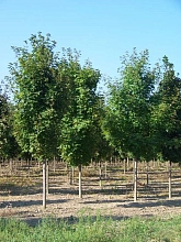 Клен сахарный (серебристый) 'Пирамидале'