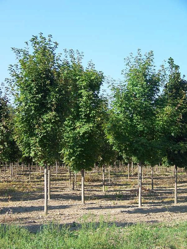 Клен сахарный (серебристый) 'Пирамидале'