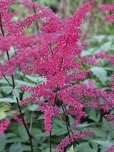 Астильба японская 'Серенада' (пурпурная)