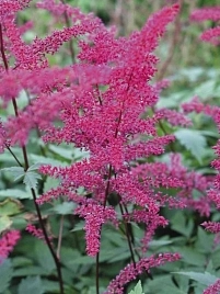 Астильба японская 'Серенада' (пурпурная)