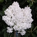 Сирень обыкновенная 'Сувенир Алисы Хардинг' (белая)