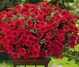 Петуния гибридная ампельная 'Плюш Дип Ред' (темно-красная)