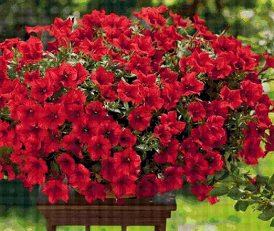 Петуния гибридная ампельная 'Плюш Дип Ред' (темно-красная)
