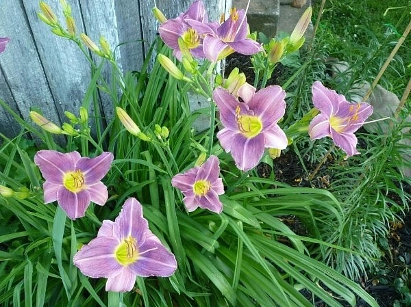 Лилейник гибридный 'Прейри Блу Айс'