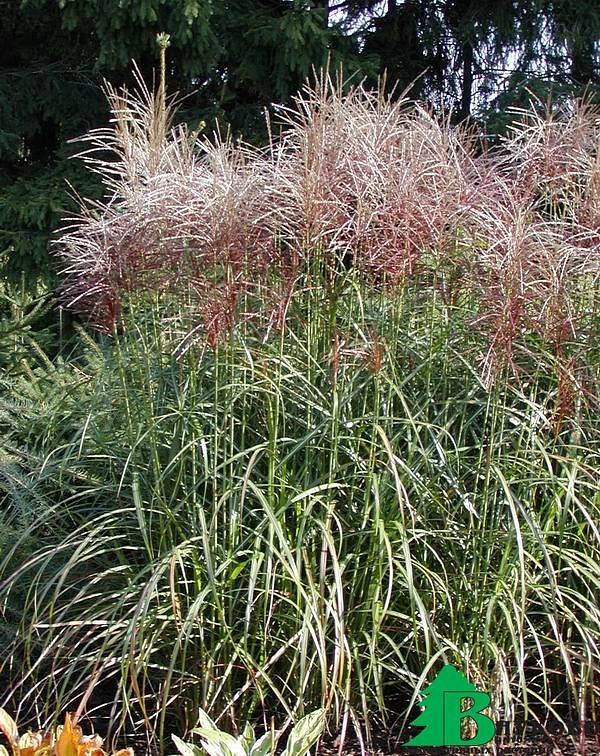 Мискантус китайский 'Давид'