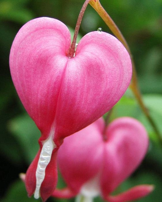 Дицентра великолепная