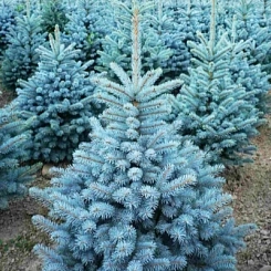 Ель колючая 'Супер Блю'