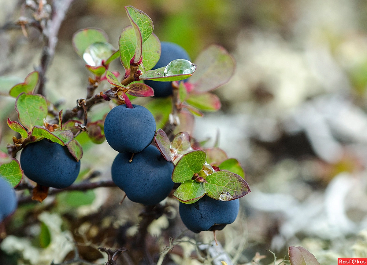 Голубика 'Северная'