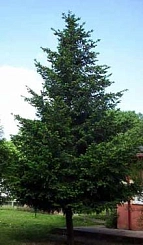 Псевдотсуга Мензиса