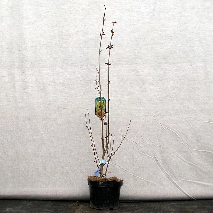 Багряник японский