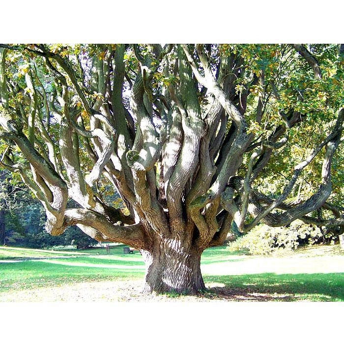 Дуб черешчатый 'Фастигиата'