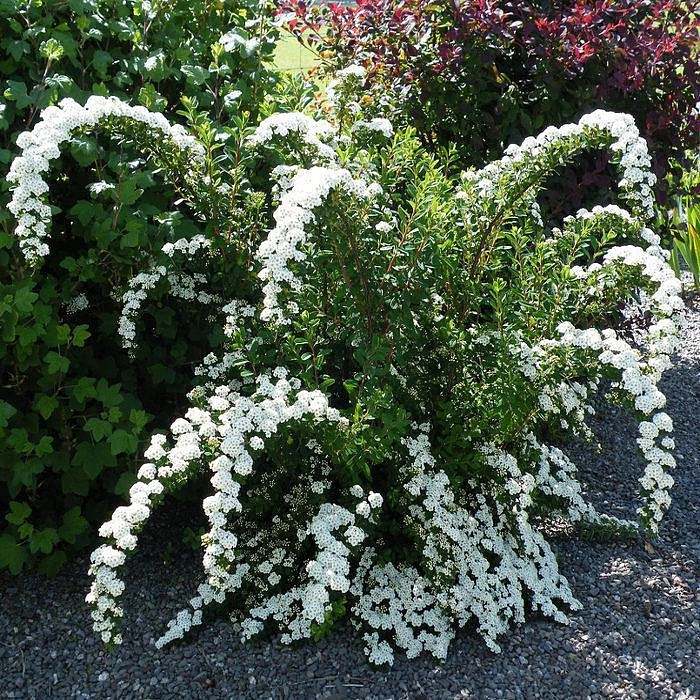 Спирея ниппонская