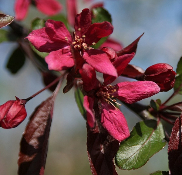 Яблоня декоративная 'Директор Мурланд'