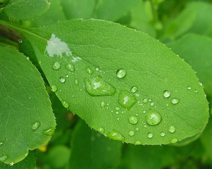 Барбарис обыкновенный