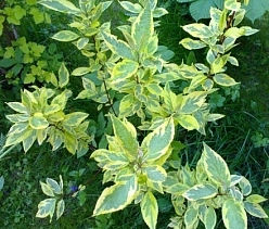 Дерен белый 'Шпэти'