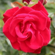 Роза 'Гранд Отель' (плетистая) (красная)