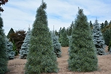 Сосна веймутова 'Уайт Моунтайн'