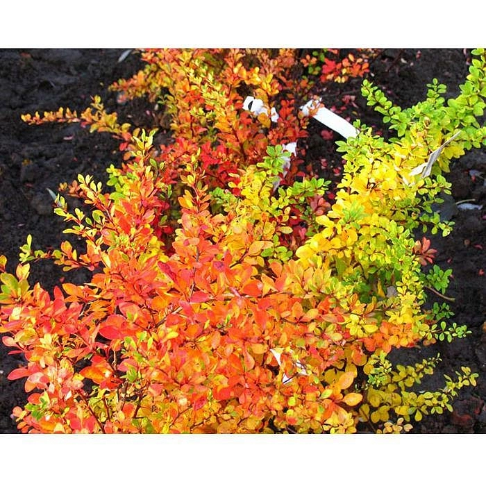 Барбарис Тунберга