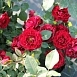 Роза 'Омаж а Барбара' (флорибунда) (темно красная)