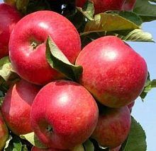 Яблоня домашняя 'Елена'