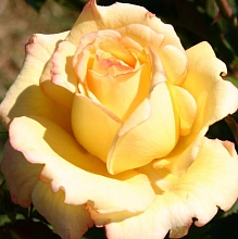 Роза 'Пьер Гюнт' (чайно-гибридная) (желтая)