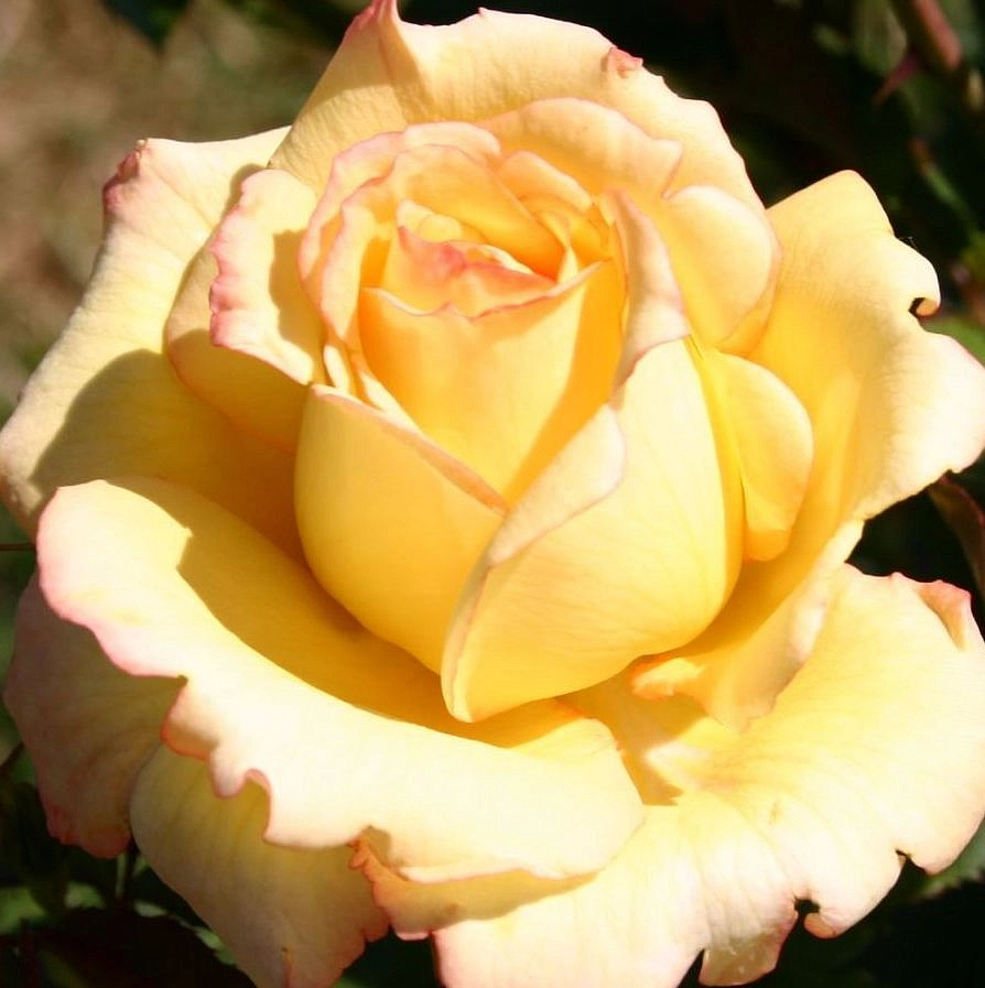 Роза 'Пьер Гюнт' (чайно-гибридная) (желтая)