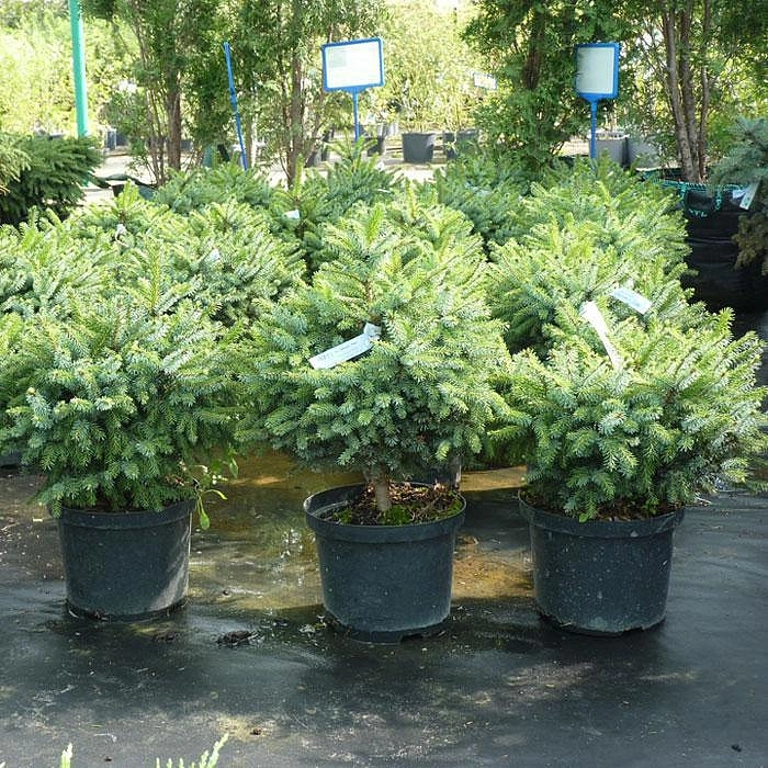 Ель сербская 'Нана'