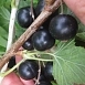 Смородина черная 'Ядреная'