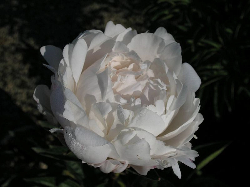 Пион молочноцветковый 'Миссис Ж.В. Эдлунд' (белый)