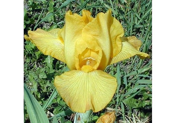 Ирис гибридный 'Чики'