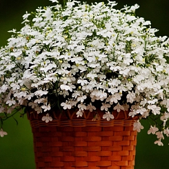 Лобелия эринус ампельная 'Регатта Уайт' (белая)