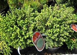 Ель сербская Карел (Karel)