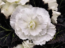 Бегония клубневая 'Нонстоп Уайт' (белая)