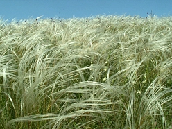 Ковыль