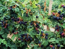 Ежевика 'Хелен'