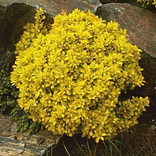 Барбарис Тунберга 'Голдалита'