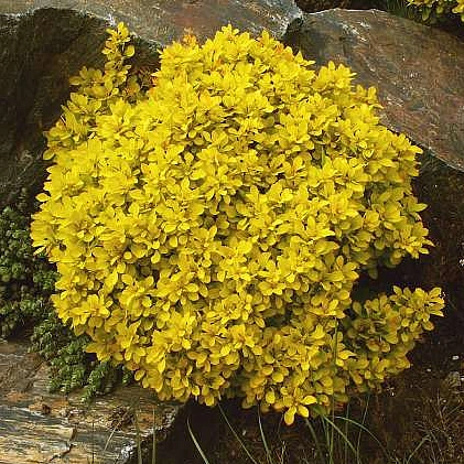 Барбарис Тунберга 'Голдалита'