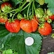 Земляника садовая (клубника) Витязь Земляника садовая (клубника) Витязь