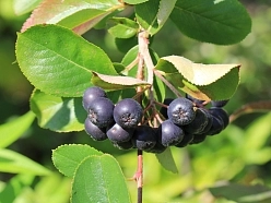 Арония сливолистная (Рябина черноплодная) 'Арон'