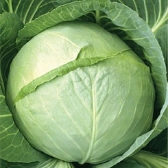 Капуста 'СБ-3'