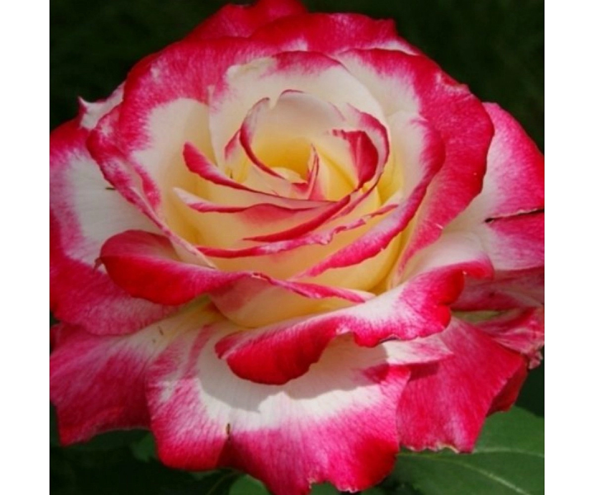 Роза 'Дабл Делайт' (чайно-гибридная) (желто - розовая)