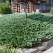 Можжевельник горизонтальный 'Блу Чип'