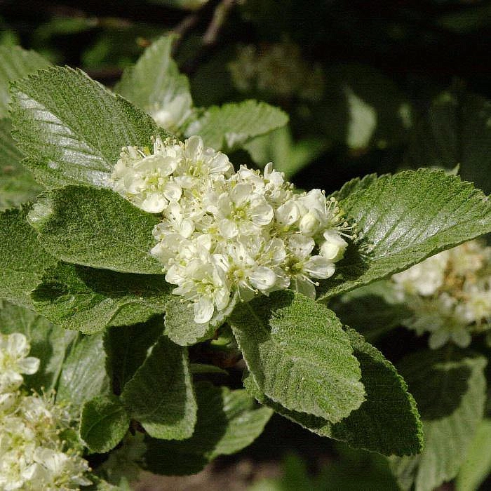 Рябина мучнистая 'Магнифика'