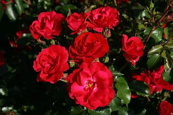 Роза 'Ротилия' (флорибунда) (красная)