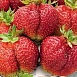 Земляника (клубника) 'Богема'