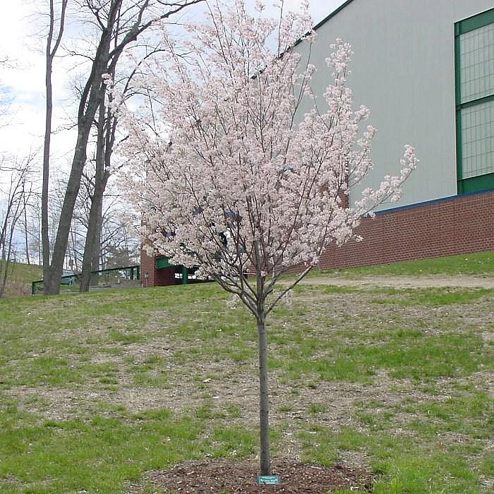 Ирга древовидная Робин Хилл (Robin Hill)