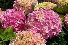 Гортензия крупнолистная 'Хомиго'