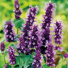  Лофант Анисовый (семена)