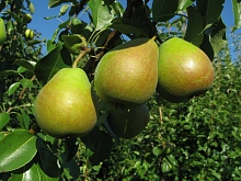 Груша Древо-сад (Мраморная-Любимица Яковлева)